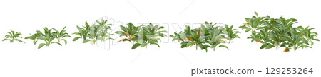 3d illustration of set bush Stachys byzantina isolated on transparent background 129253264