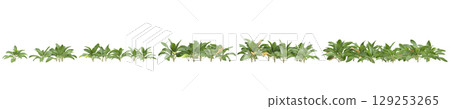 3d illustration of set bush Stachys byzantina isolated on transparent background 3d illustration of set bush Stachys byzantina isolated on transparent background 129253265
