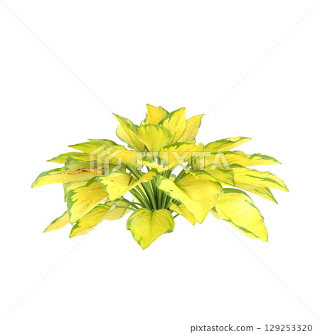 3d illustration of bush Hosta rainforest sunrise isolated on transparent background 3d illustration of bush Hosta rainforest sunrise isolated on transparent background 129253320