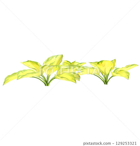 3d illustration of bush Hosta rainforest sunrise isolated on transparent background 3d illustration of bush Hosta rainforest sunrise isolated on transparent background 129253321