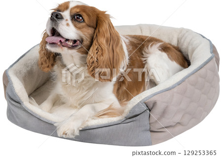 Cavalier king charles spaniel lying in plush dog bed, brown and white puppy isolated on transparent background 129253365