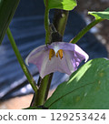 Eggplant flower 129253424