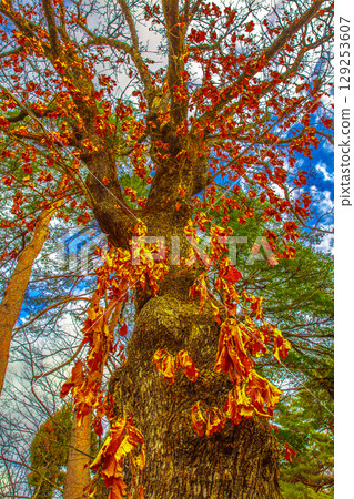 Autumnal leaves 129253607