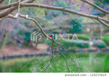 翠鳥棲息在樹枝上 129253624