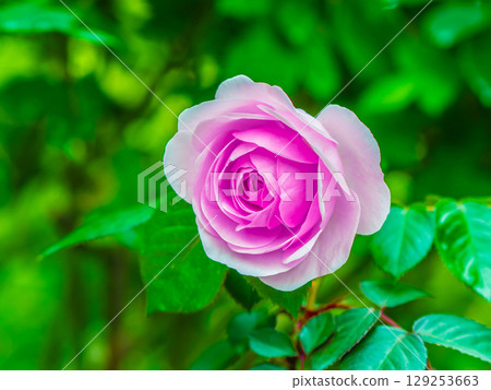 Beautiful pink roses Beautiful pink roses 129253663