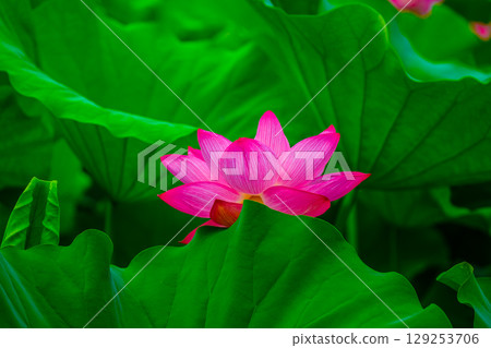 大葉子下盛開的蓮花 129253706