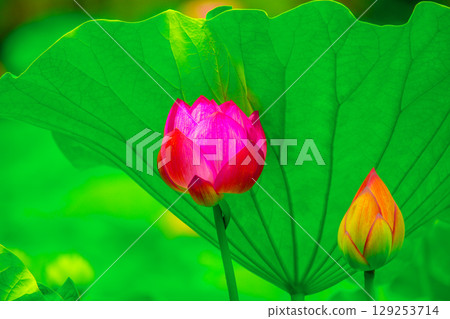 蓮花，純潔的花 129253714