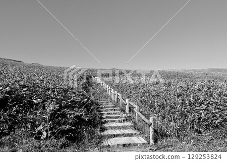 積丹神威岬的黑白照片，是一條貫穿草原的散步道 129253824