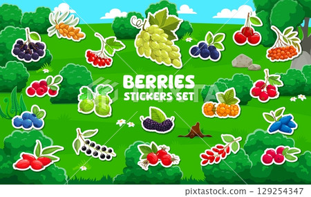 Cartoon berry stickers pack. Farm fresh berry, forest sweet fruit cartoon vector stickers or tags. Buckthorn, chokeberry, lingonberry and viburnum, gooseberry, bilberry branch labels or patches set 129254347