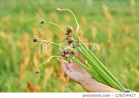 Close-up of onion plant with small seed bulbs on second tier in woman's hands Close-up of onion plant with small seed bulbs on second tier in woman's hands 129254427