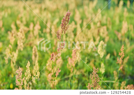 Background photo summer wild meadow with herbs, sorrel in seeds in sunset light Background photo summer wild meadow with herbs, sorrel in seeds in sunset light 129254428
