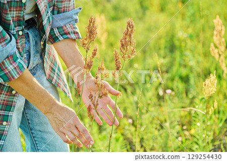 Hands holding sorrel plant with dry seeds, summer meadow background Hands holding sorrel plant with dry seeds, summer meadow background 129254430