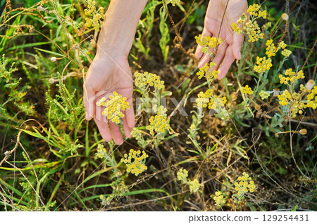 Woman hands showing wild plant Helichrysum arenarium, medicinal herbs Woman hands showing wild plant Helichrysum arenarium, medicinal herbs 129254431
