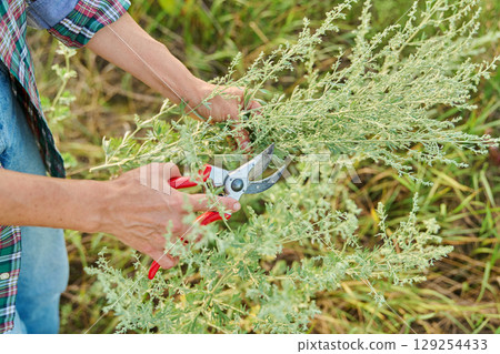Woman cutting wormwood plant Artemisia absinthium, harvesting medicinal plant in wild nature 129254433