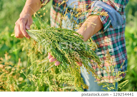 Branches of millet plant in woman's hands, outdoor nature Branches of millet plant in woman's hands, outdoor nature 129254441
