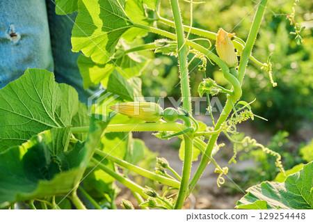 Flowering pumpkin plant in garden, hands of gardener showing vines with fruits flowers Flowering pumpkin plant in garden, hands of gardener showing vines with fruits flowers 129254448