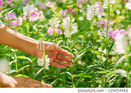 Summer sunny natural view of flowerbed with flowering white Physostegia virginiana Summer sunny natural view of flowerbed with flowering white Physostegia virginiana 129254468