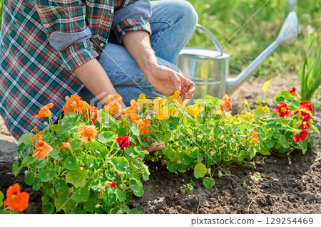 Woman hands holding flowering nasturtium plant in garden Woman hands holding flowering nasturtium plant in garden 129254469