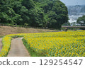Yellow Sunflower Road 129254547