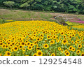 Blooming sunflower hill 129254548
