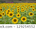 Sunflowers all facing this way 129254552