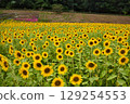 Sunflowers peeking politely at us 129254553