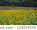 Yellow Sunflower Wave 129254554