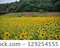 A carpet of sunflowers 129254555