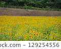 Sunflower fields stretching all the way to the edge 129254556