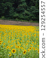 Sunflower fields stretch out to the other side 129254557