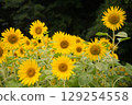 blooming sunflower 129254558