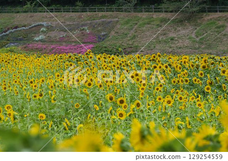 Yellow sunflower field 129254559