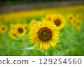 Refreshingly blooming sunflowers 129254560