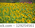 Sunflowers lined up 129254561
