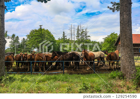Horses of Tokachi ranch 129254590