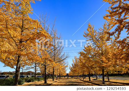 Ginkgo trees lined up in Hanasaki Park Ginkgo trees lined up in Hanasaki Park 129254593