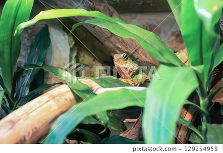 Green Chinese water dragon lying on branch. Physignathus cocincinus lizard in domestic terrarium Green Chinese water dragon lying on branch. Physignathus cocincinus lizard in domestic terrarium 129254958