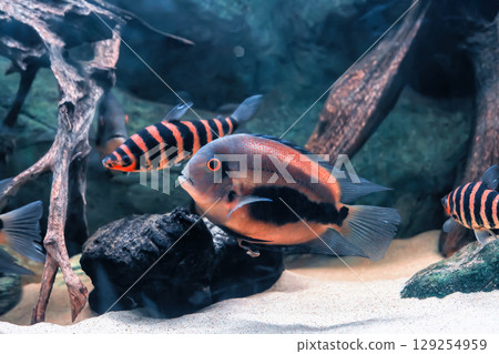 Blue fish Uaru and orange Black banded leporinus swimming in aquarium. Uaru amphiacanthoides and Leporinus fasciatus in river, side view Blue fish Uaru and orange Black banded leporinus swimming in aquarium. Uaru amphiacanthoides and Leporinus fasciatus in river, side view 129254959