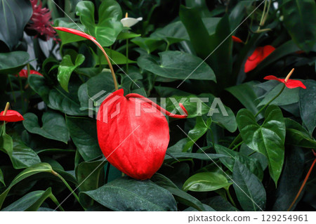 Big red Flamingo flowers growing in botanical garden. Colorful Anthurium scherzerianum wildflowers grow in summer green rainforest Big red Flamingo flowers growing in botanical garden. Colorful Anthurium scherzerianum wildflowers grow in summer green rainforest 129254961