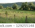 A tranquil pasture scene featuring a flock of sheep peacefully grazing on lush green grass against a backdrop of rolling hills 129255148