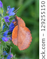 Closeup on a red brown colored Lappet Moth, Gastropacha quercifolia 129255150