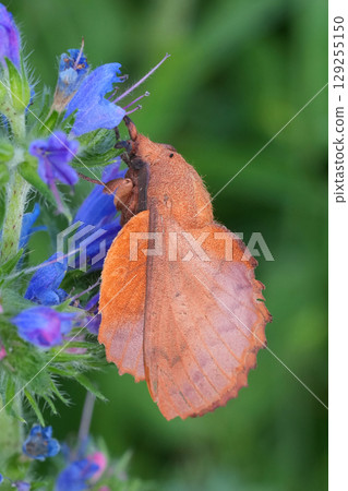 Closeup on a red brown colored Lappet Moth, Gastropacha quercifolia Closeup on a red brown colored Lappet Moth, Gastropacha quercifolia 129255150