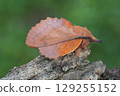 Closeup on a red brown colored Lappet Moth, Gastropacha quercifolia 129255152