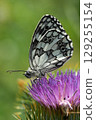Closeup on a bright fresh marbled white butterfly, Melanargia galathea on a pink thistle flower with closed wings 129255154