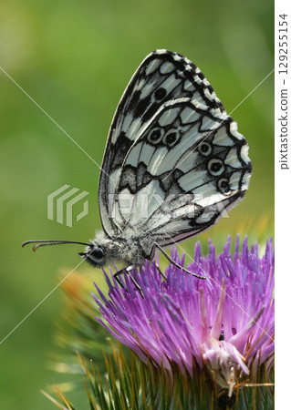 Closeup on a bright fresh marbled white butterfly, Melanargia galathea on a pink thistle flower with closed wings 129255154