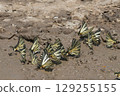 Group of bright colored Scarce Swallowtail butterflies, Iphiclides podalirius feeding in mud for minerals 129255155