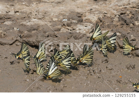 Group of bright colored Scarce Swallowtail butterflies, Iphiclides podalirius feeding in mud for minerals 129255155