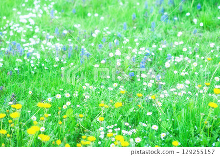 Green grass, various wild flowers grow in spring meadow. Mixed dandelion, daisy, bugleherb herbs bloom in plain, sunny light day Green grass, various wild flowers grow in spring meadow. Mixed dandelion, daisy, bugleherb herbs bloom in plain, sunny light day 129255157
