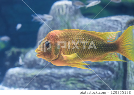 Petrochromis sp. Moshi yellow fish swimming in aquarium, soft focus Petrochromis sp. Moshi yellow fish swimming in aquarium, soft focus 129255158