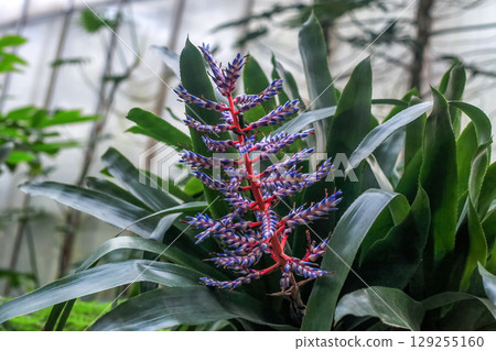 Aechmea Blue Tango exotic flowers grow in botanical garden. Blue Tango Urn Plant Bromeliad. Silver Vase Plant in bloom Aechmea Blue Tango exotic flowers grow in botanical garden. Blue Tango Urn Plant Bromeliad. Silver Vase Plant in bloom 129255160